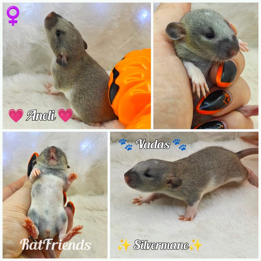 Fancy rat Breeder Rattus norvegicus 