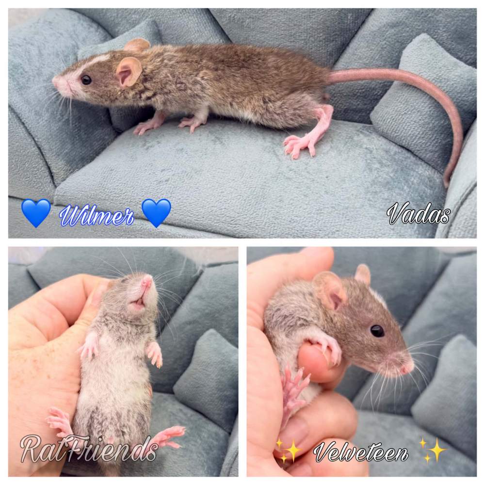 Fancy rat Owned by other Rattus norvegicus 