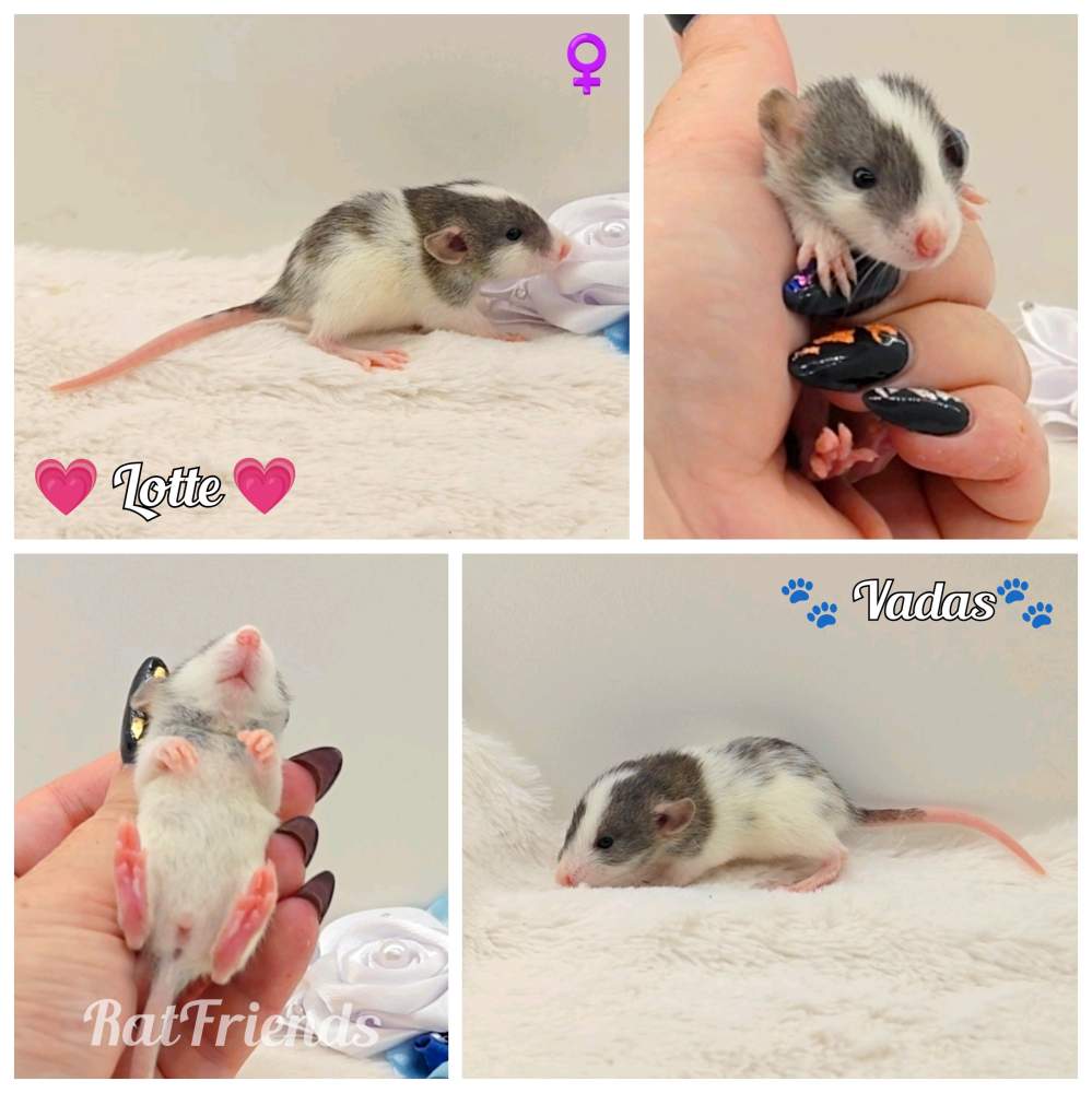 Fancy rat Owned by other Rattus norvegicus 