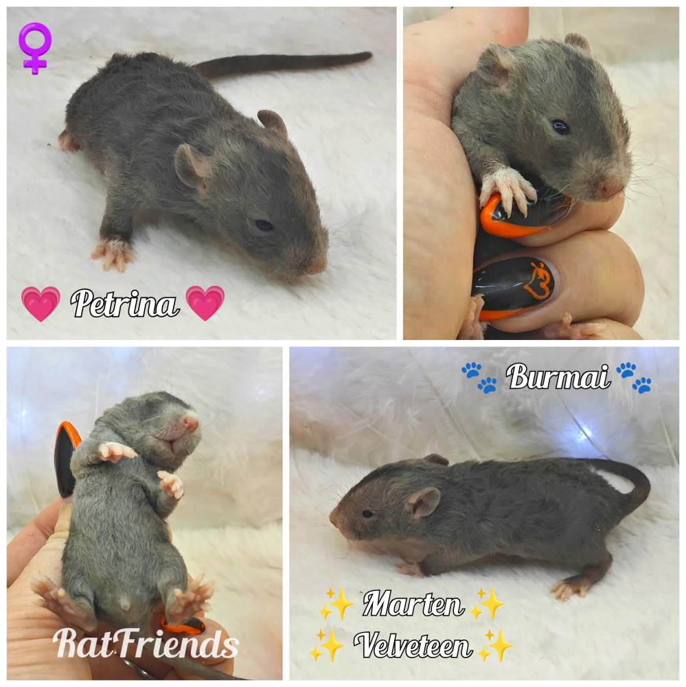 Fancy rat Owned by other Rattus norvegicus 