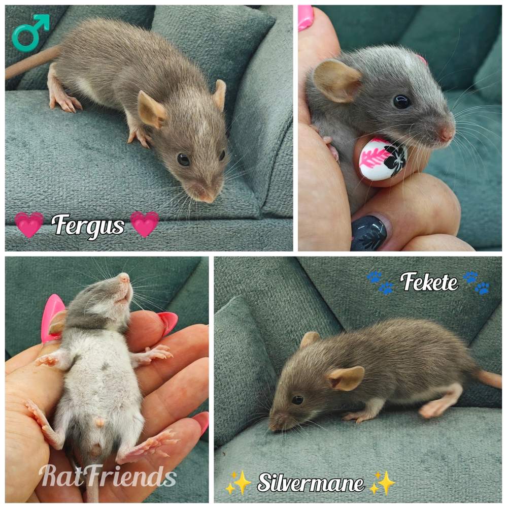 Fancy rat Available for rehoming Rattus norvegicus 