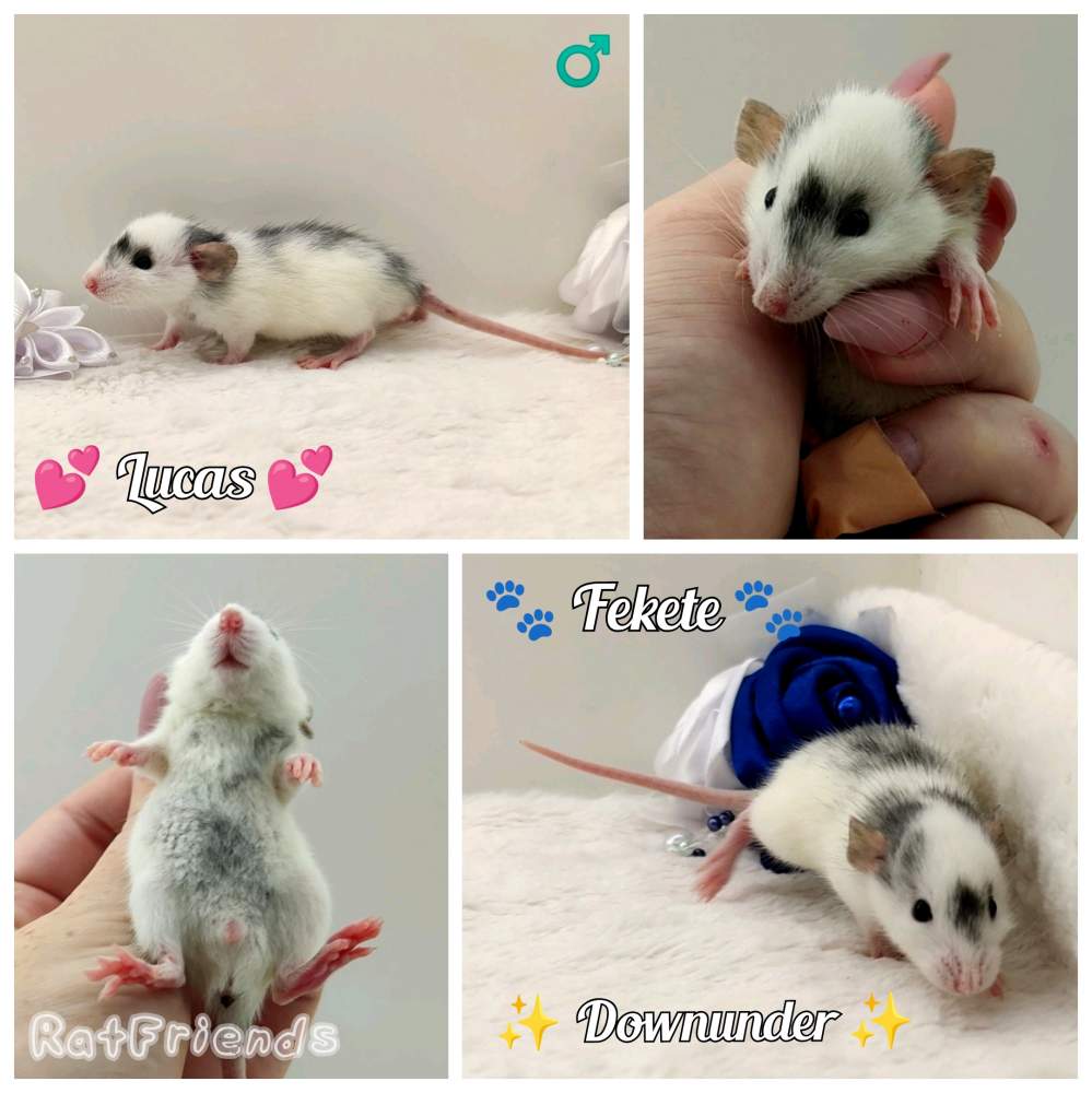 Fancy rat Breeder Rattus norvegicus 