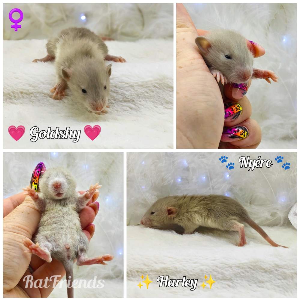 Fancy rat Owned by other Rattus norvegicus 