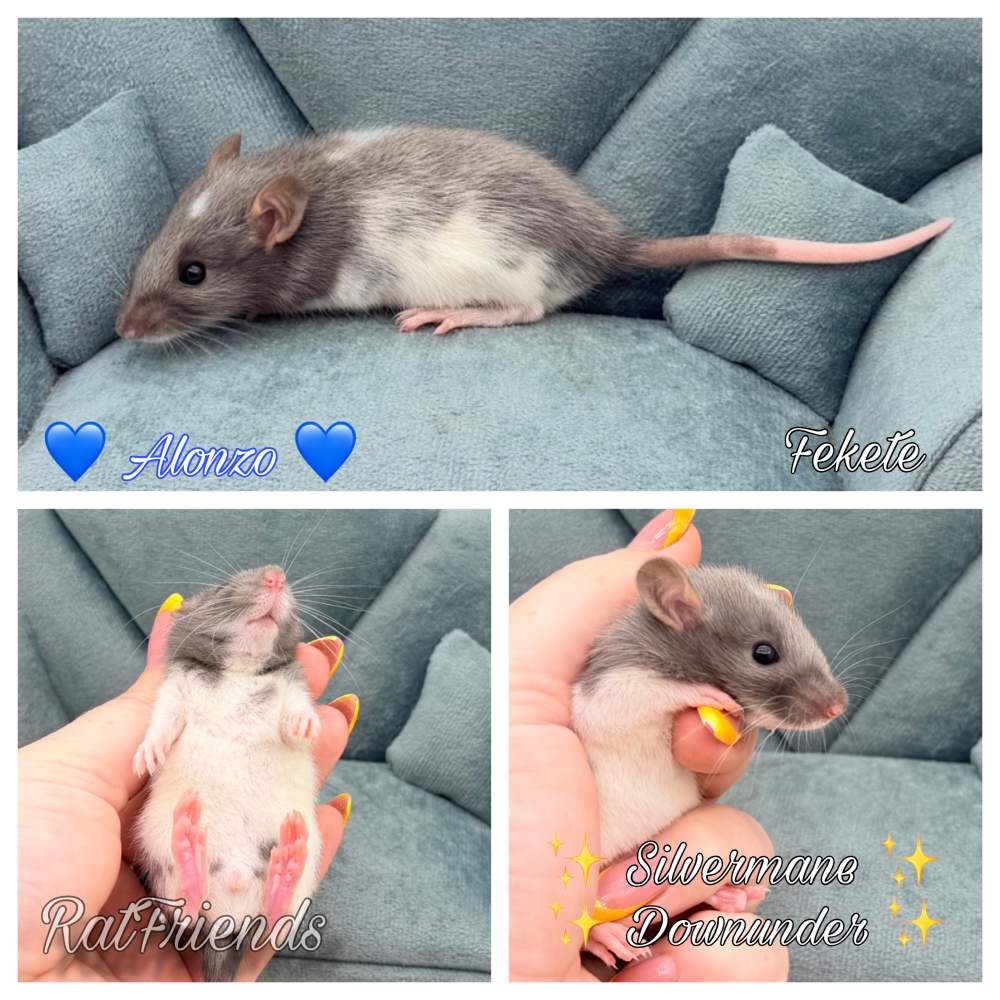 Fancy rat Available for rehoming Rattus norvegicus 