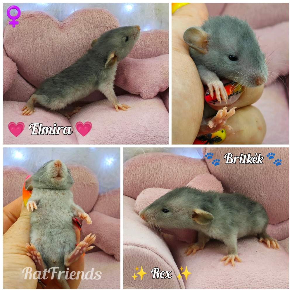 Fancy rat Breeder Rattus norvegicus 