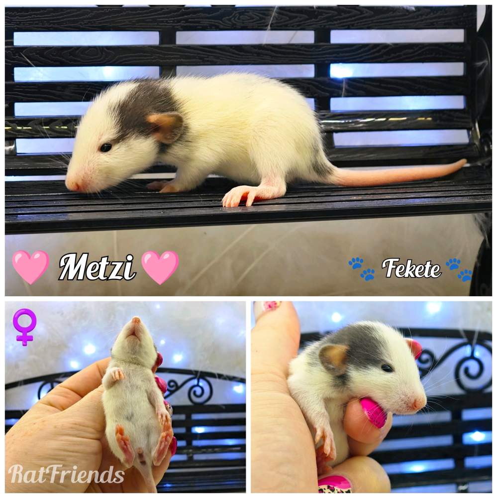 Fancy rat Available for rehoming Rattus norvegicus 