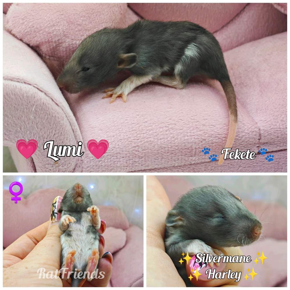 Fancy rat Available for rehoming Rattus norvegicus 