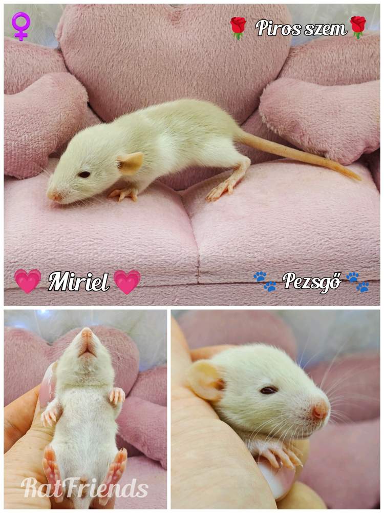 Fancy rat Available for rehoming Rattus norvegicus 