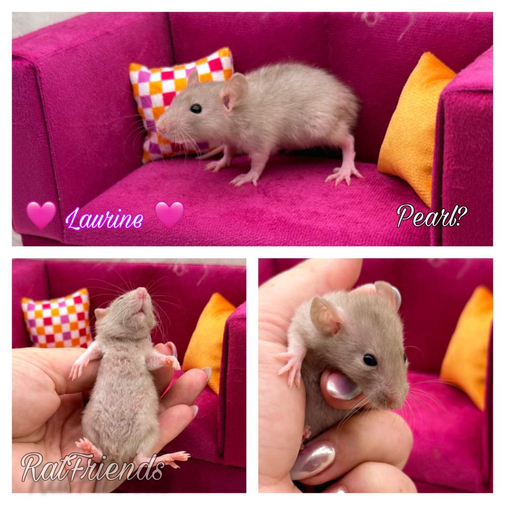 Fancy rat Breeder Rattus norvegicus 