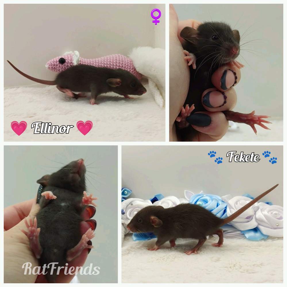 Fancy rat Owned by other Rattus norvegicus 