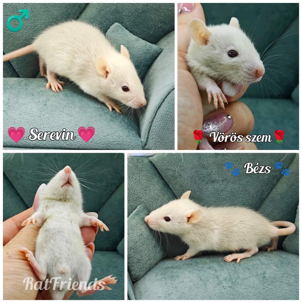 Fancy rat Available for rehoming Rattus norvegicus 