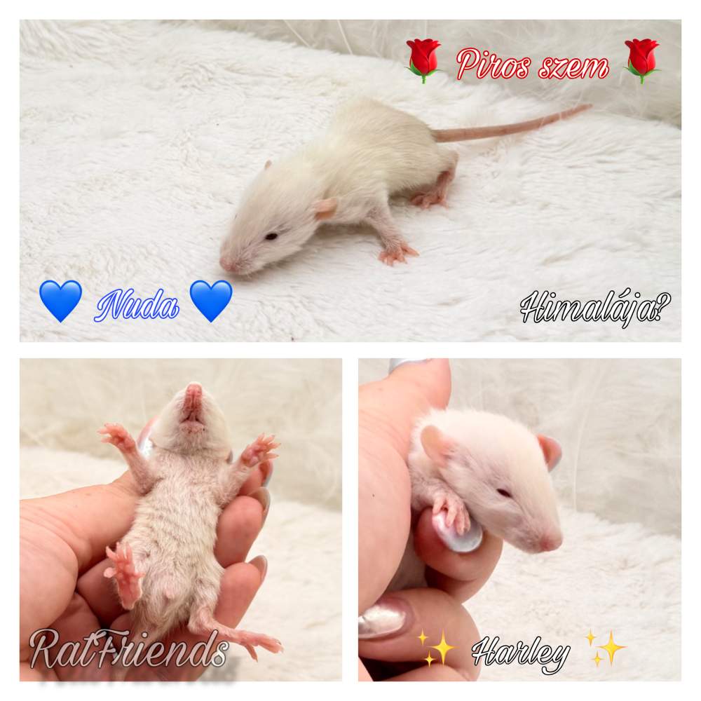Fancy rat Breeder Rattus norvegicus 