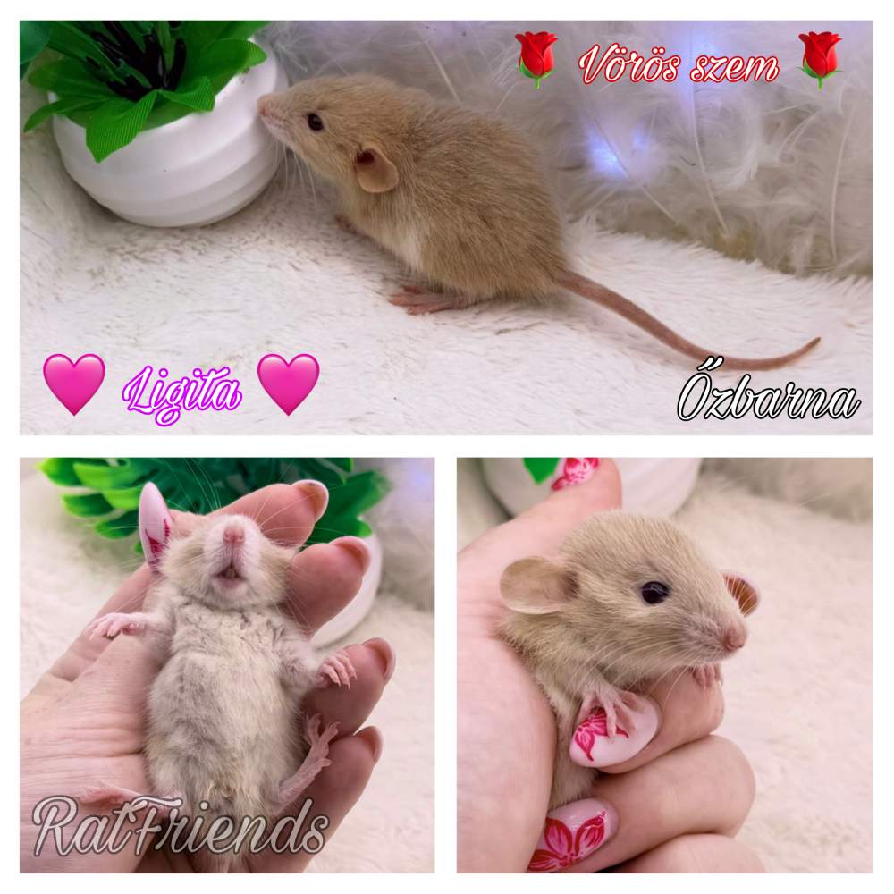Fancy rat Available for rehoming Rattus norvegicus 