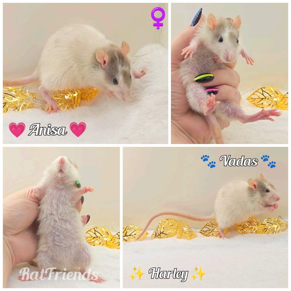 Fancy rat Owned by other Rattus norvegicus 