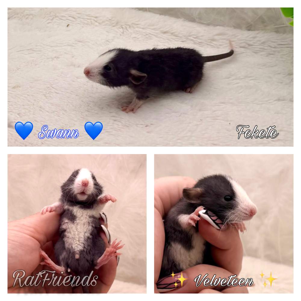 Fancy rat Available for rehoming Rattus norvegicus 