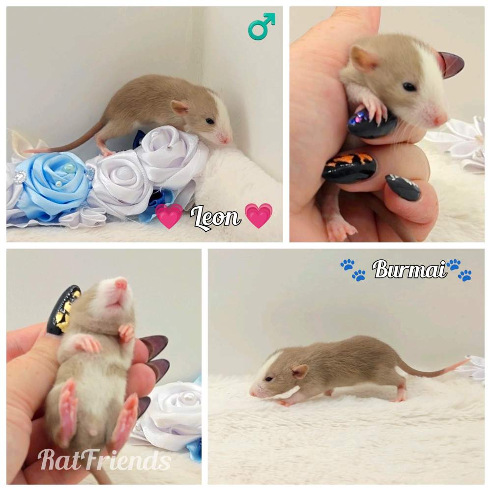 Fancy rat Breeder Rattus norvegicus 