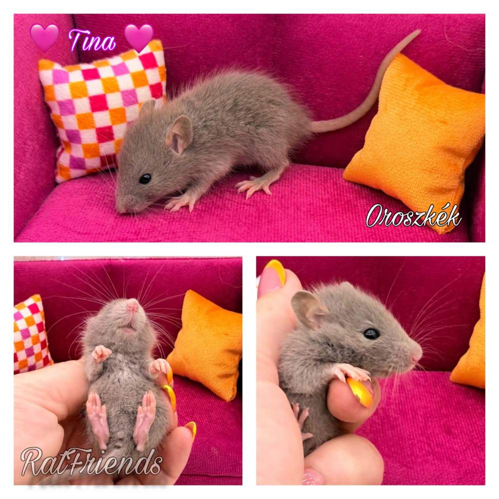 Fancy rat Available for rehoming Rattus norvegicus 