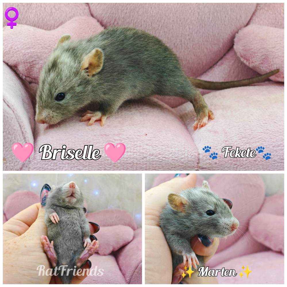 Fancy rat Available for rehoming Rattus norvegicus 
