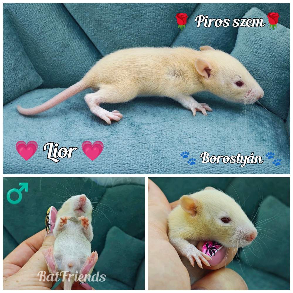 Fancy rat Owned by other Rattus norvegicus 