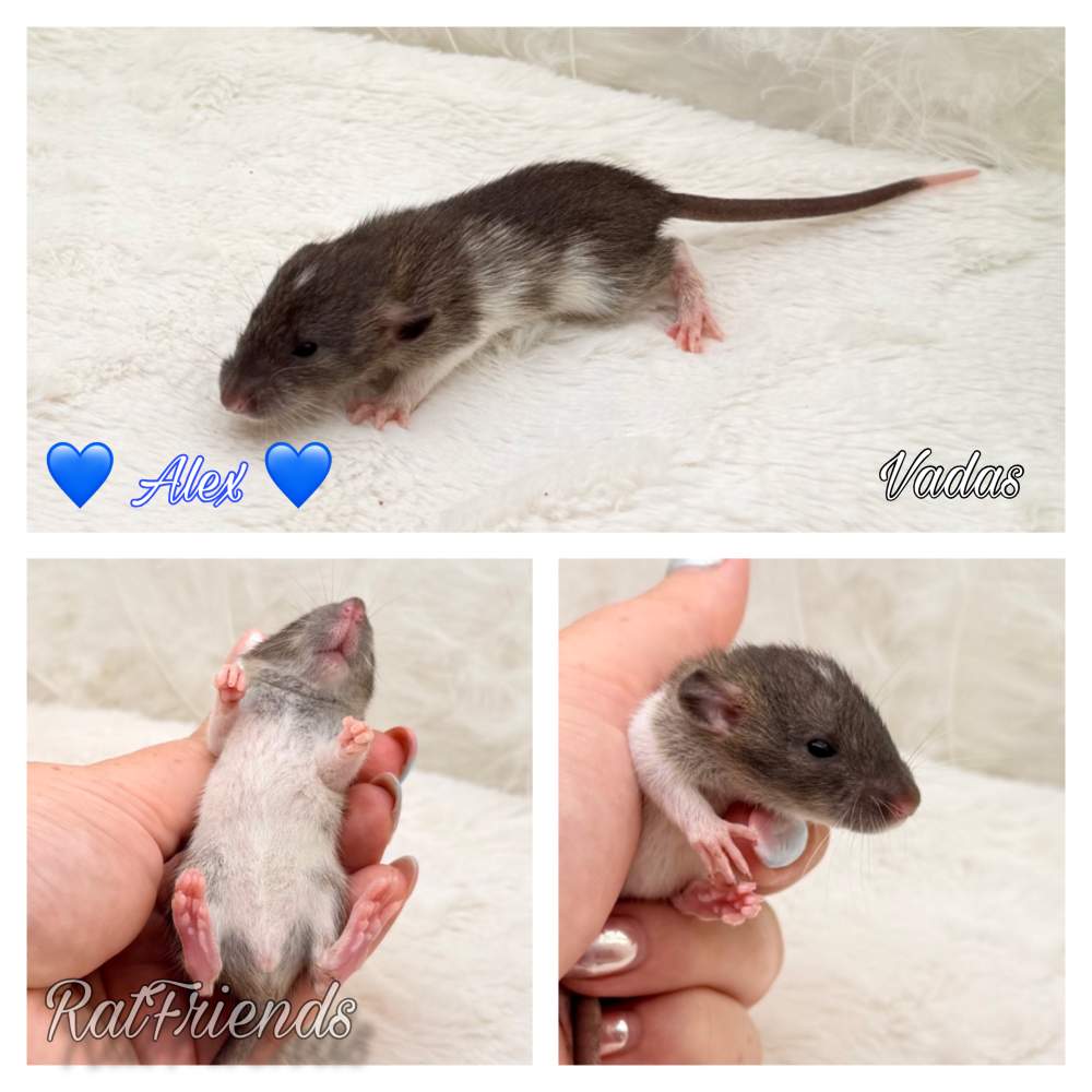 Fancy rat Available for rehoming Rattus norvegicus 