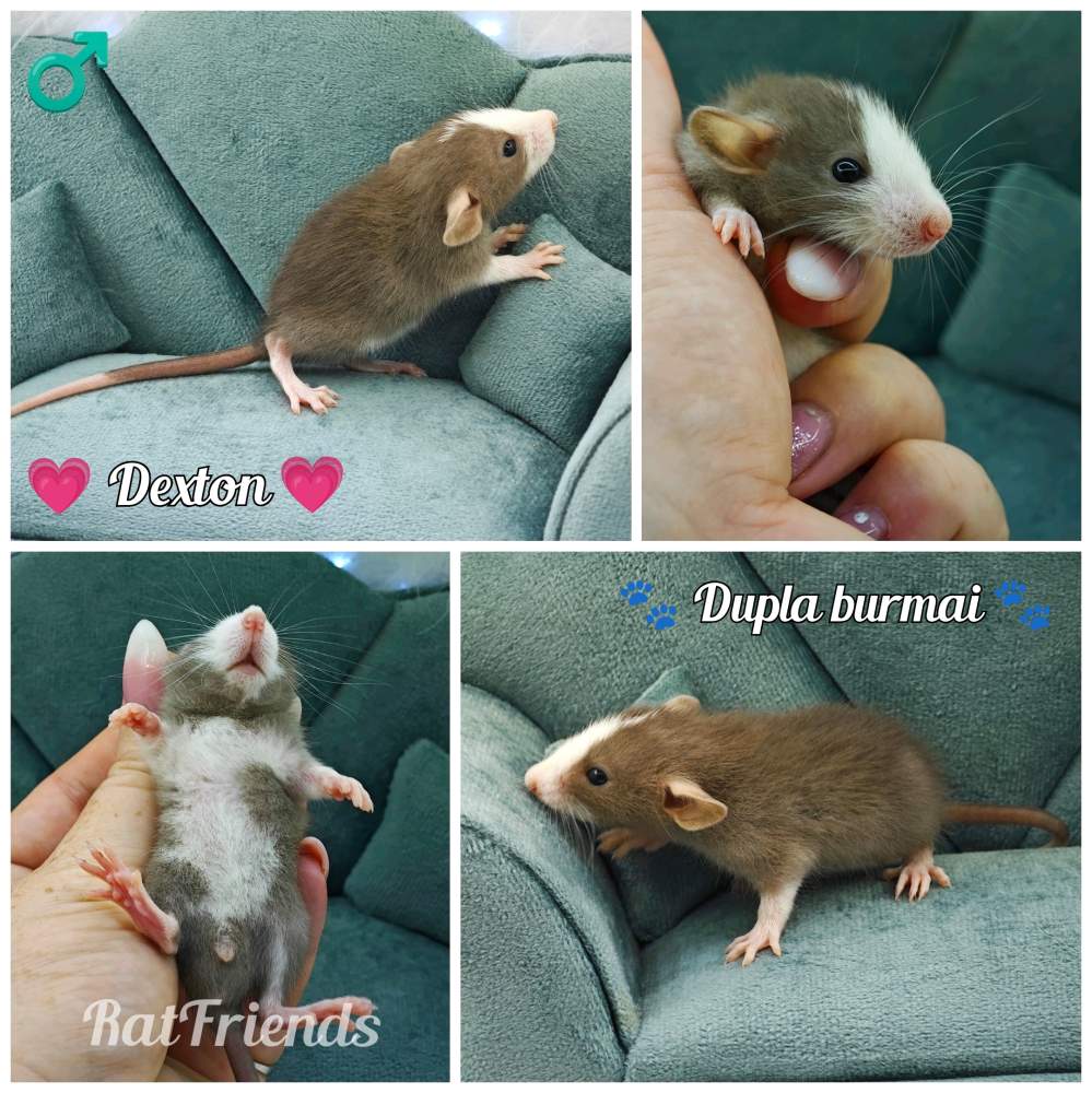 Fancy rat Owned by other Rattus norvegicus 