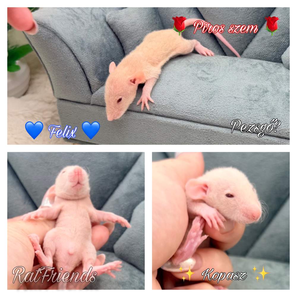 Fancy rat Breeder Rattus norvegicus 