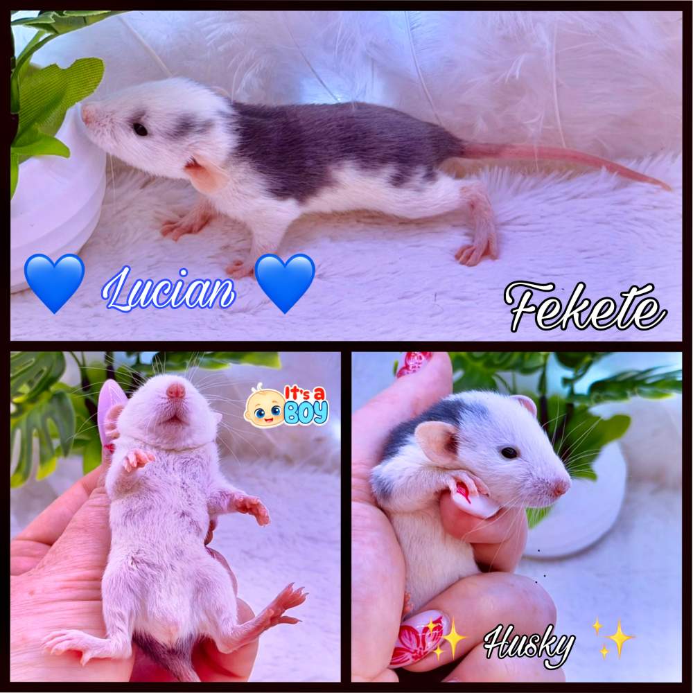 Fancy rat Available for rehoming Rattus norvegicus 