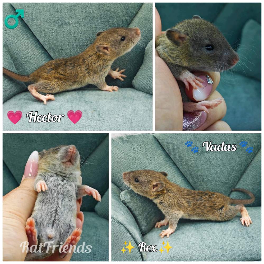 Fancy rat Rehomed Rattus norvegicus 