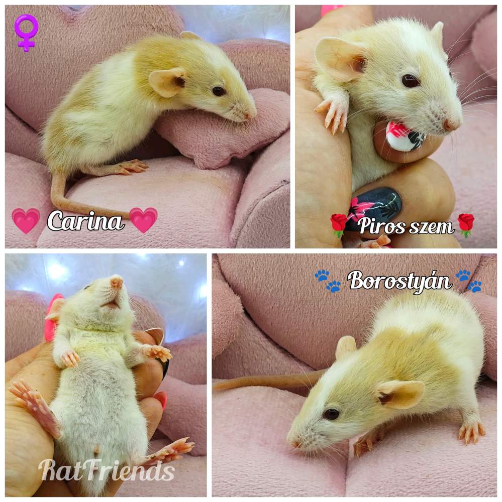 Fancy rat Breeder Rattus norvegicus 