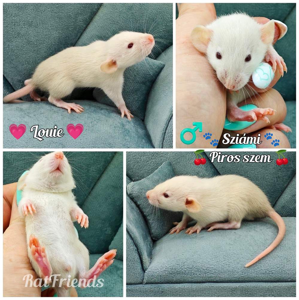 Fancy rat Owned by other Rattus norvegicus 