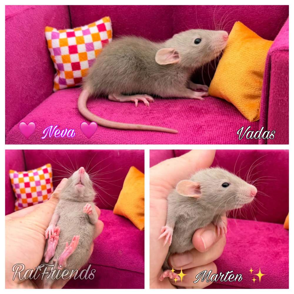 Fancy rat Available for rehoming Rattus norvegicus 