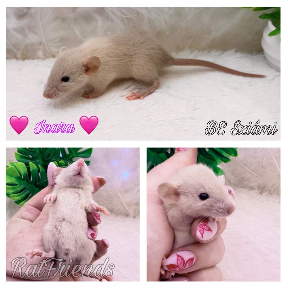 Fancy rat Rehomed Rattus norvegicus 