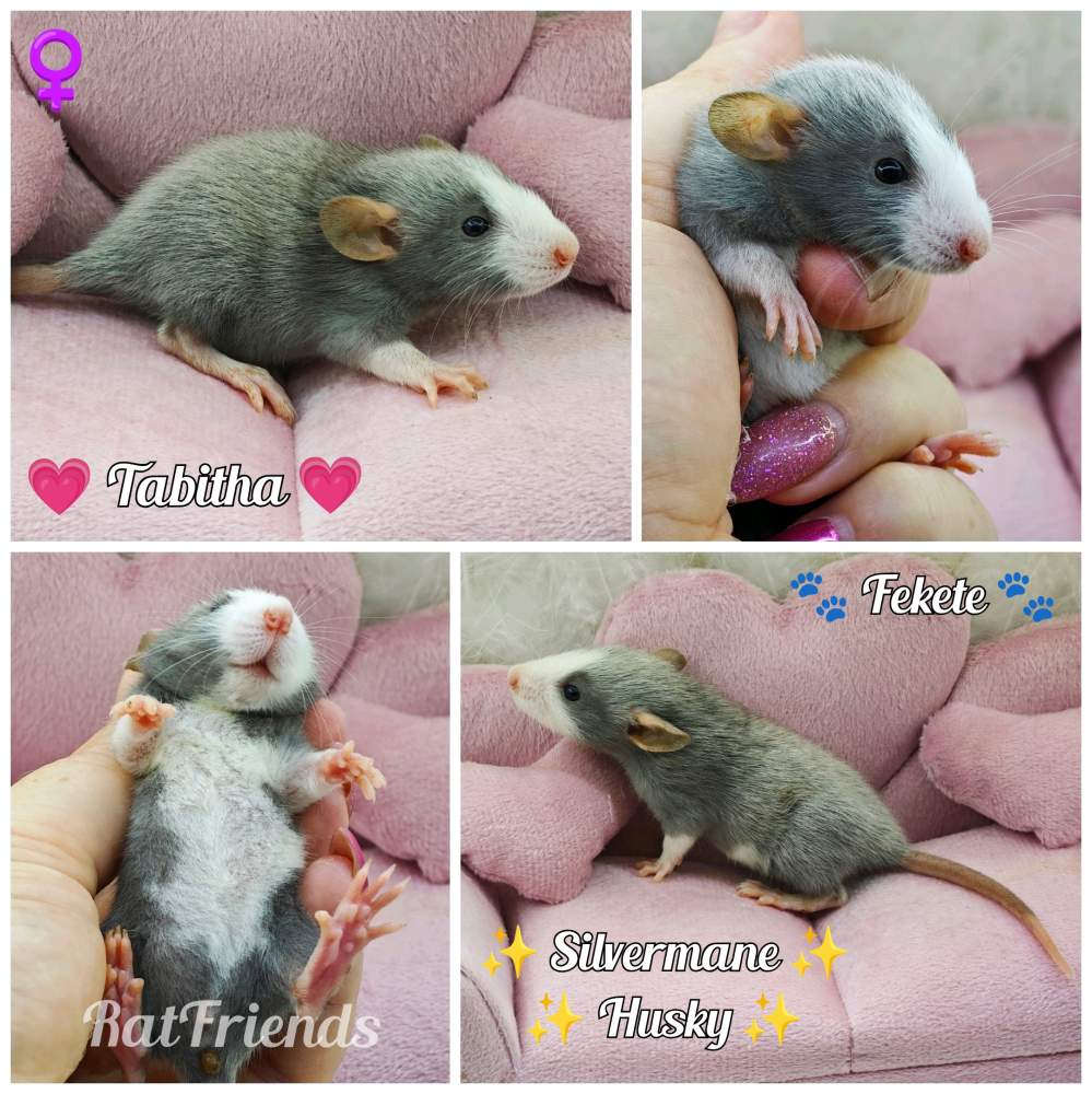 Fancy rat Available for rehoming Rattus norvegicus 