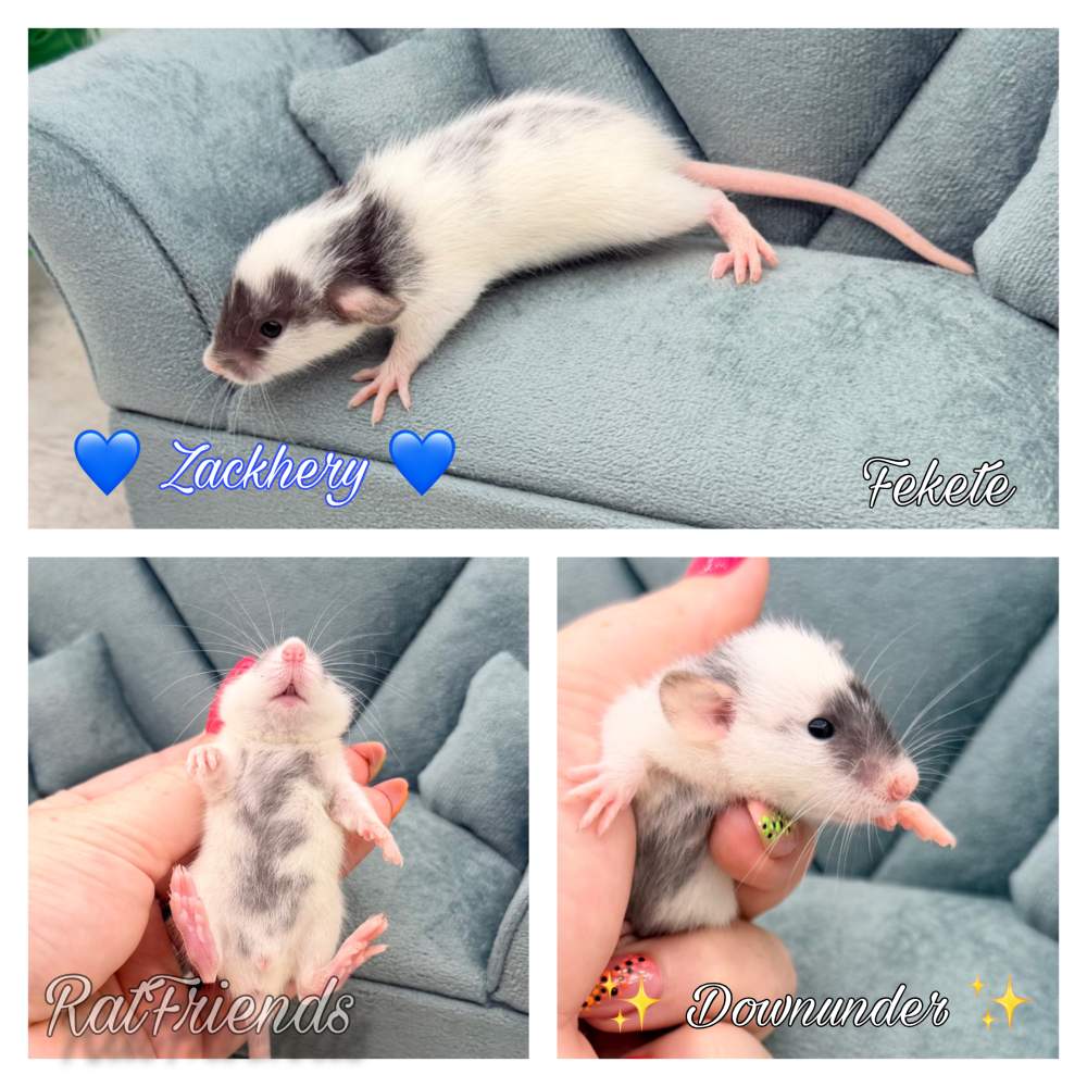 Fancy rat Available for rehoming Rattus norvegicus 