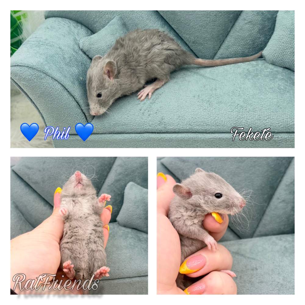 Fancy rat Breeder Rattus norvegicus 