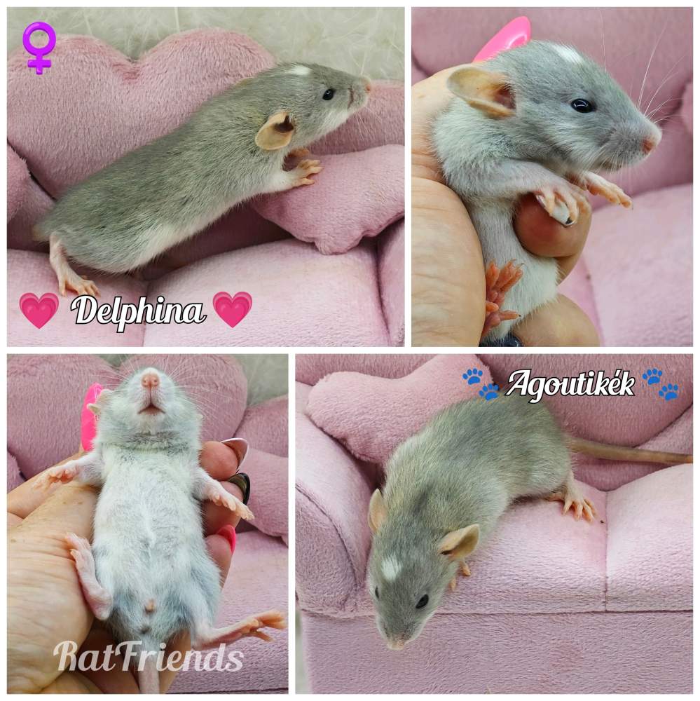 Fancy rat Available for rehoming Rattus norvegicus 