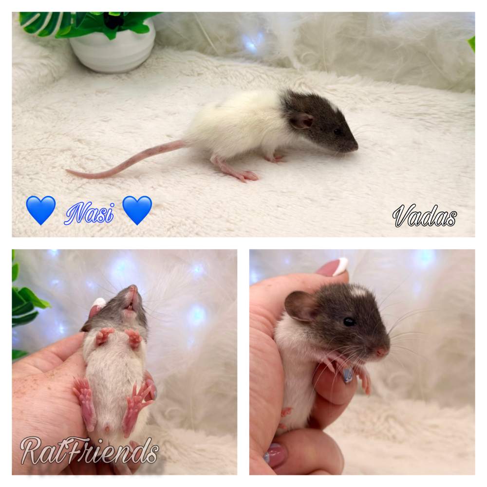 Fancy rat Available for rehoming Rattus norvegicus 