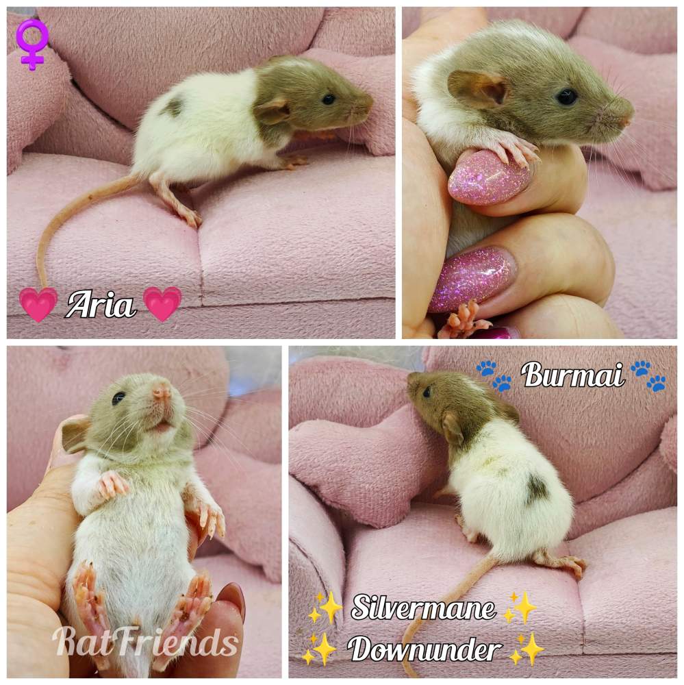 Fancy rat Breeder Rattus norvegicus 