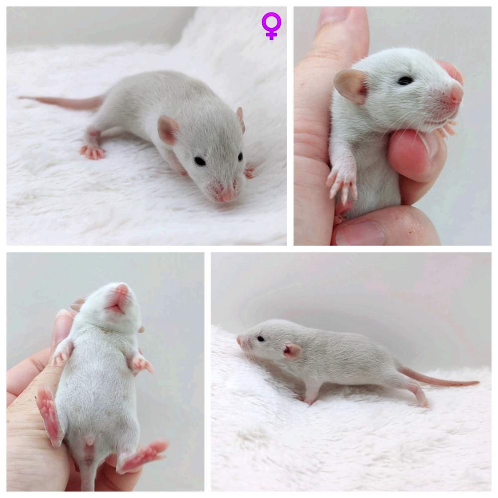 Fancy rat Owned by other Rattus norvegicus 