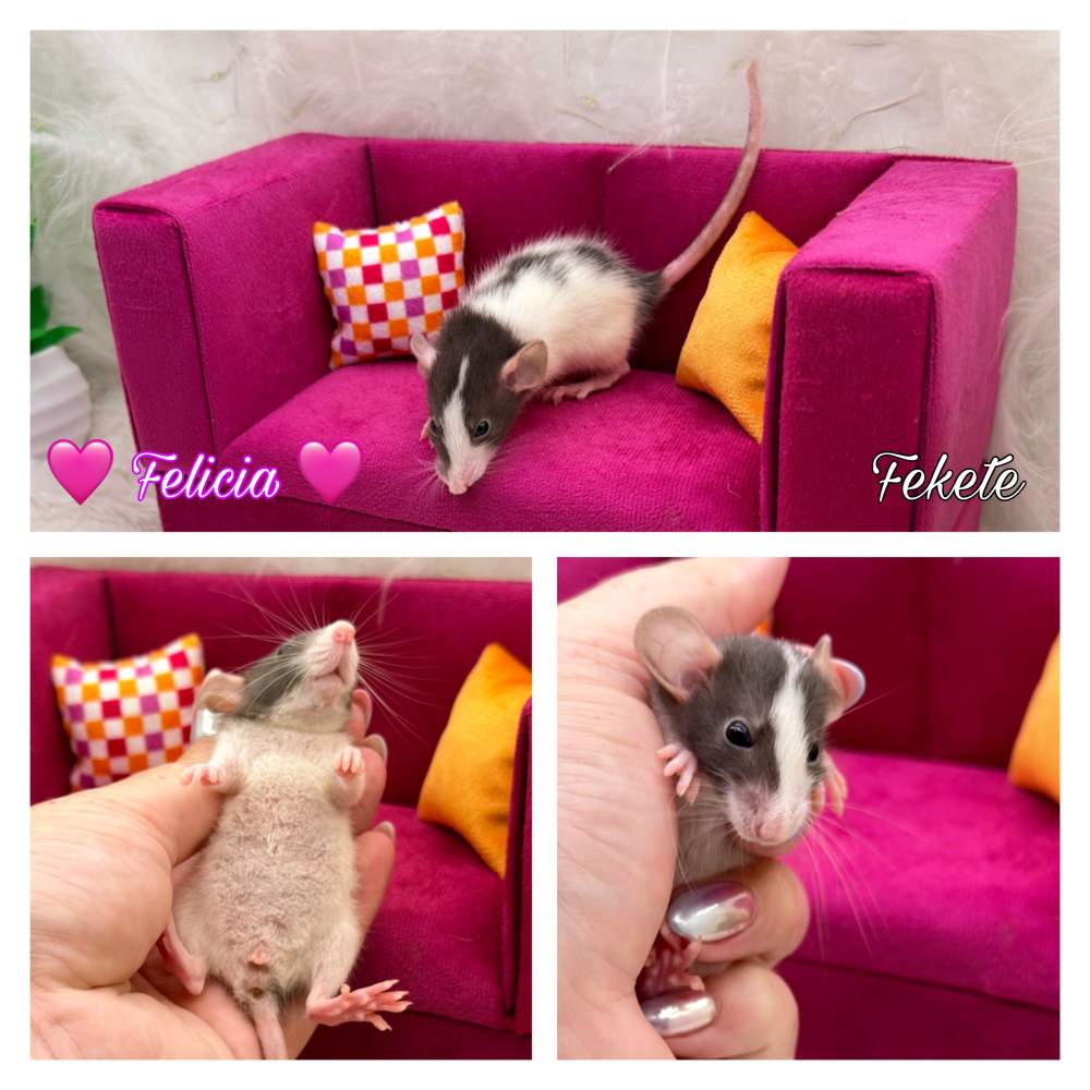 Fancy rat Available for rehoming Rattus norvegicus 