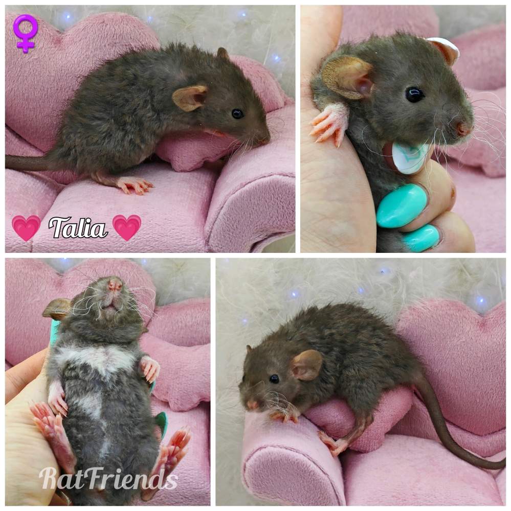 Fancy rat Owned by other Rattus norvegicus 