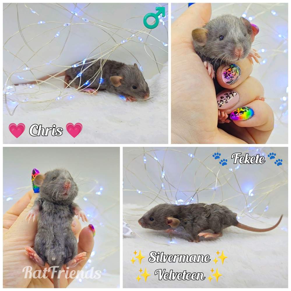 Fancy rat Owned by other Rattus norvegicus 