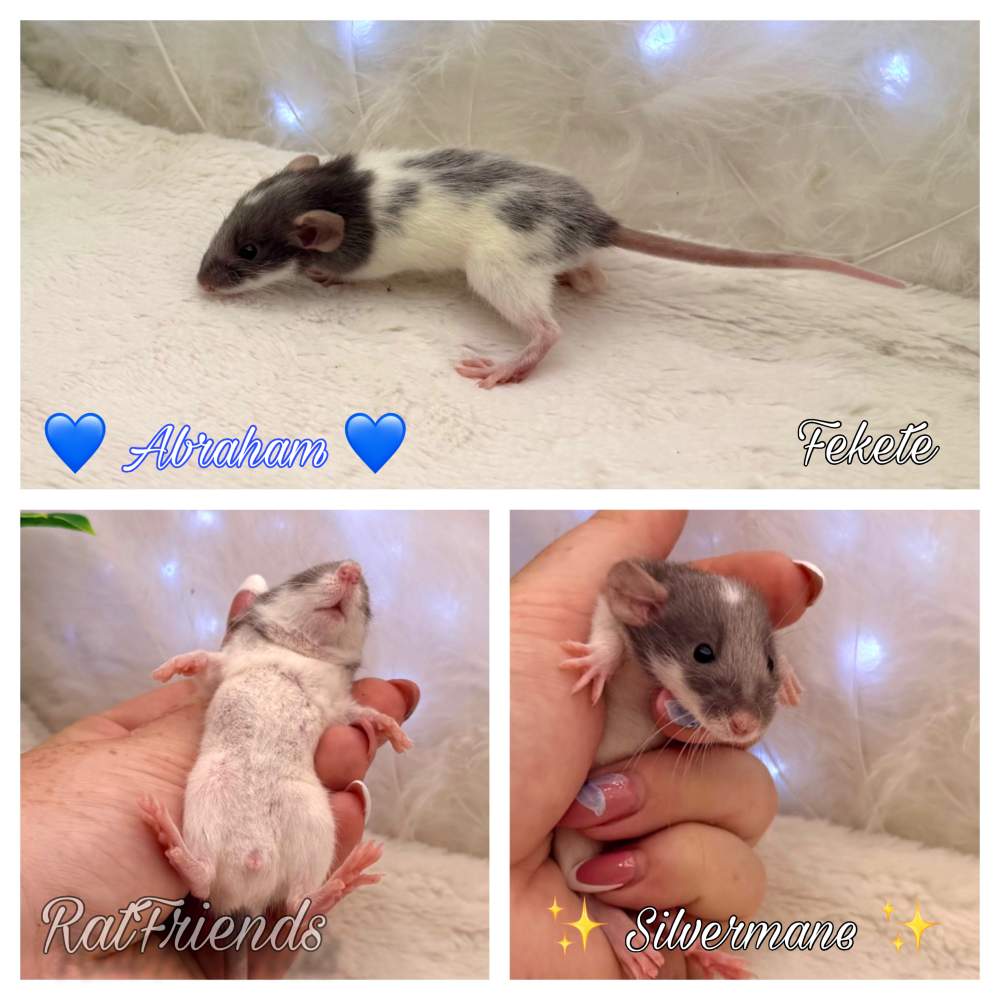 Fancy rat Available for rehoming Rattus norvegicus 