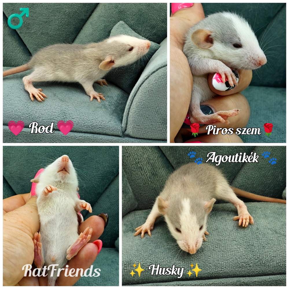 Fancy rat Available for rehoming Rattus norvegicus 
