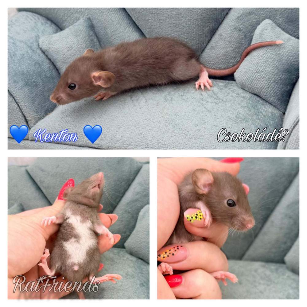 Fancy rat Available for rehoming Rattus norvegicus 