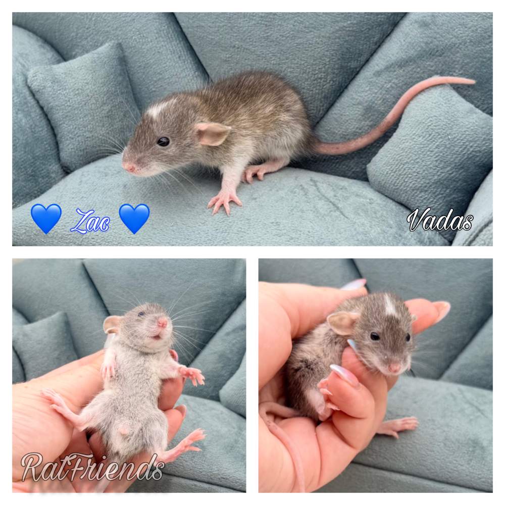 Fancy rat Available for rehoming Rattus norvegicus 
