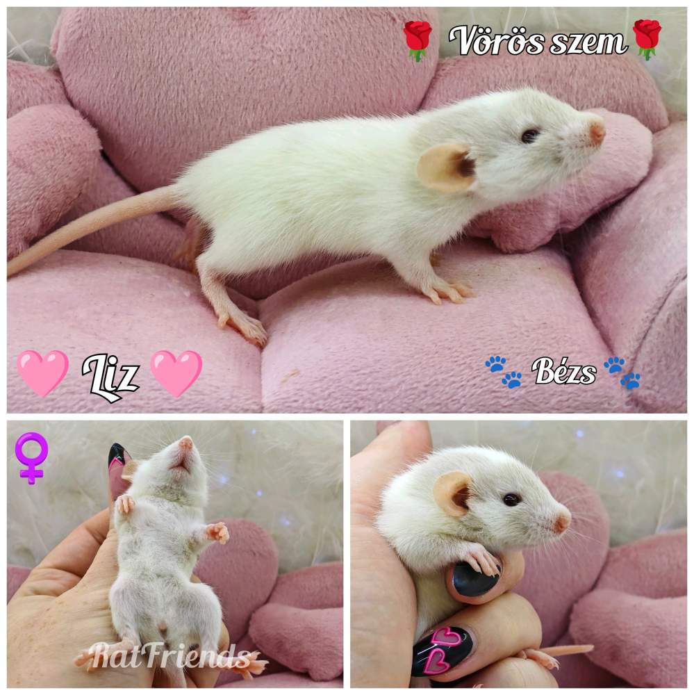Fancy rat Available for rehoming Rattus norvegicus 
