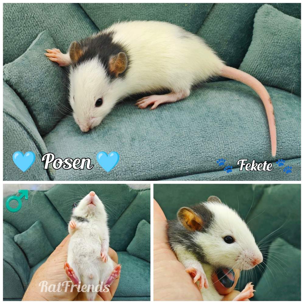 Fancy rat Available for rehoming Rattus norvegicus 