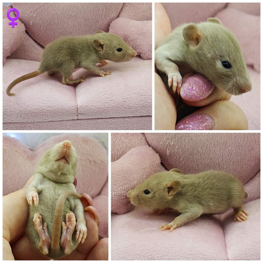Fancy rat Breeder Rattus norvegicus 