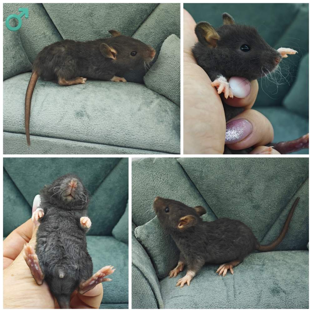 Fancy rat Breeder Rattus norvegicus 
